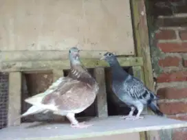 Sepasang anak merpati pos trah import Sion bricoux Jan geel meulemans