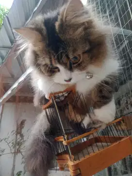 Kucing Jantan Munchkin Persia