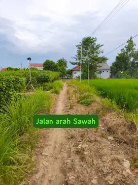 Lahan sawah Di Pilangsari Cirebon Al Azhar