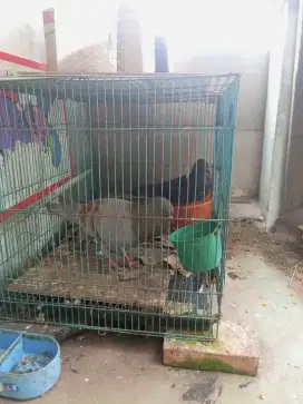 Burung Dara Tinggi