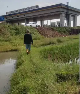 Sawah 600 m, Samping Gerbang Tol Sadang, Purwakarta