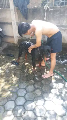Rottweiler jantan umur 5tahun