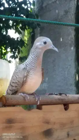 perkutut lokal pakai sangkar layang