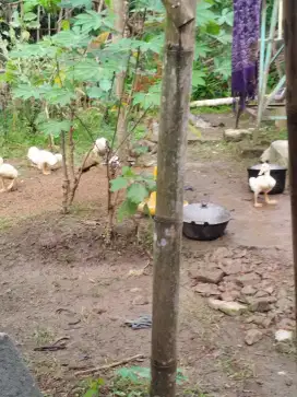 Jual bebek sehat