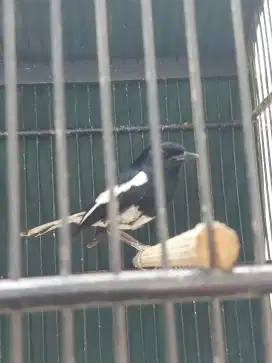 Kacer hitam putih burung aja