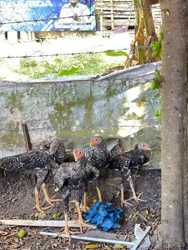 Ayam Jali Jantan sehat ganteng