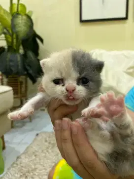 Kucing BSH / British Shorthair calico kitten