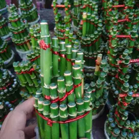 Bambu hoki pohon hoki