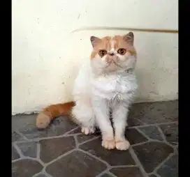 Kucing persia peaknose jantan jago kawin