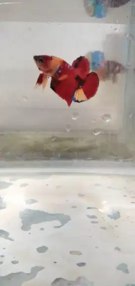 Ikan cupang plakat indukan