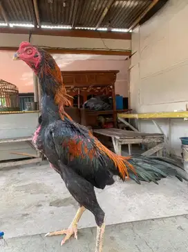 Ayam bangkok muda