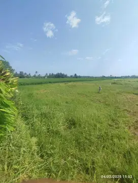 TANAH  PANTAI KEDUNGU VIEW SAWAH DAN LAUT