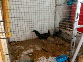 Sepasang AYAM HUTAN HIJAU LOMBOK