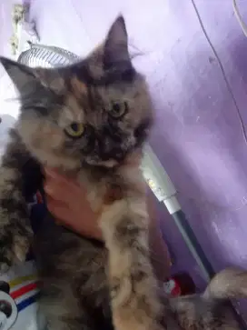 Kitten Persia umur 4 Bulan