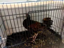 Sepasang AYAM HUTAN HIJAU