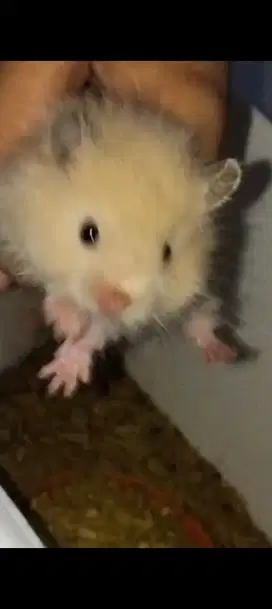 Boneka hamster Syiria long hair