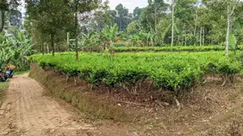 JUAL TANAH  KEBUN TEH DATAR  ADA MATA AIR || VIEW SAWAH.