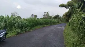 TANAH DATAR PINGGIR JALAN || DITANAMI RUMPUT PAKAN