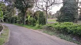 DIJUAL TANAH KEBUN TEH DAN MANGGIS DI KIARAPEDES WANAYASA