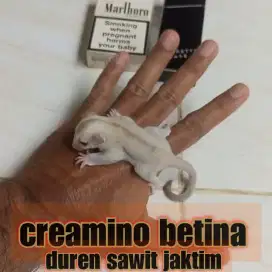 sugar glider creamino