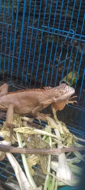 Jual Iguana Jinak
