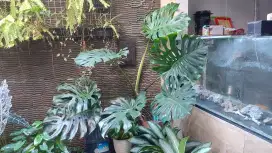 Jual Tanaman Monstera King Dewasa