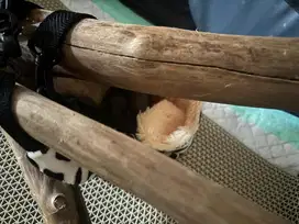 Sugar Glider 2 Bulan
