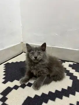 Persia mix bsh jantan
