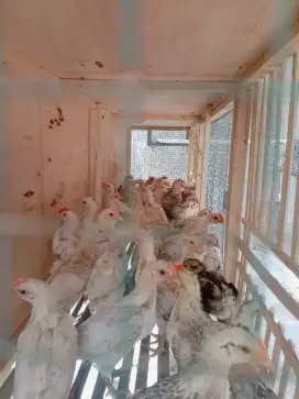 Ayam Ras Petelur Elba (Jago)