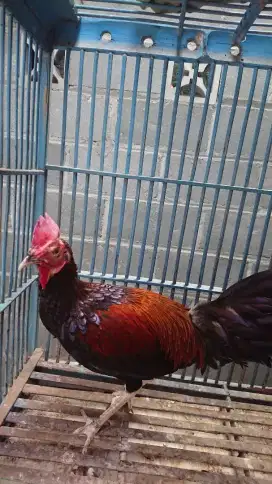 Bekisar umur 7 bulan