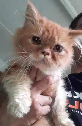 Kucing Munckhin