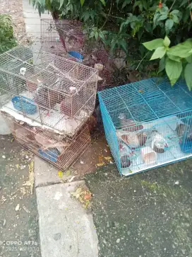 Burung dara murah