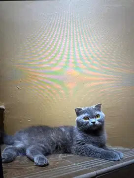 SCOTTISH FOLD BETINA BLUE 1 TAHUN LINE PED