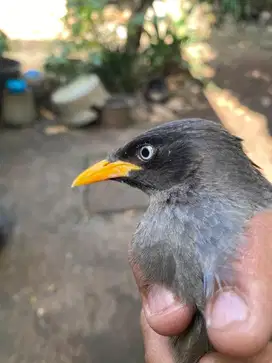 Burung Jalak Kebo Jantan Mata Putih