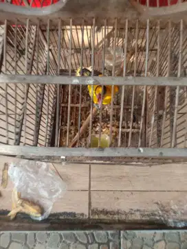 Jual burung kepodang bali