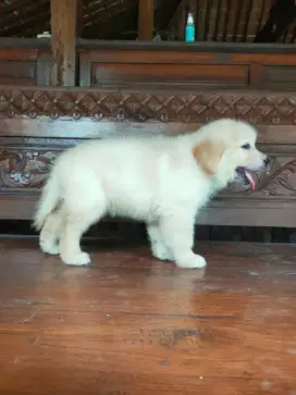 anak anjing golden