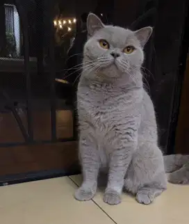 Kucing British Shorthair Betina Import Lilac
