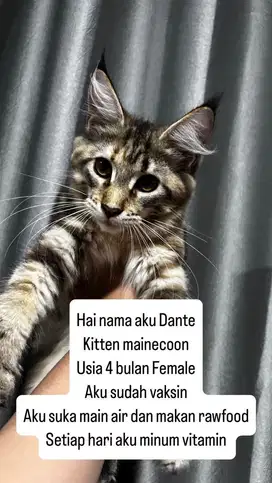 Kitten mainecoon