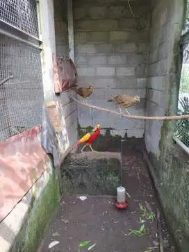 Sepaket ayam hias golden pheasant atau ayam hutan tibet