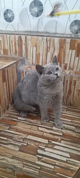 Kitten British shorthair