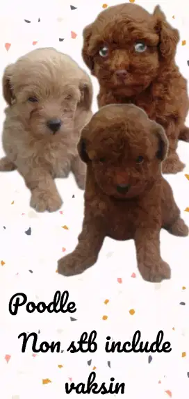 Poodle toys non stb