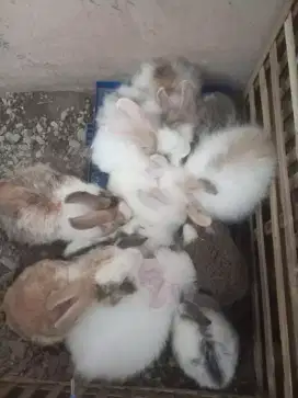 jual kelinci hias