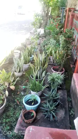 Di jual pohon lidah mertua