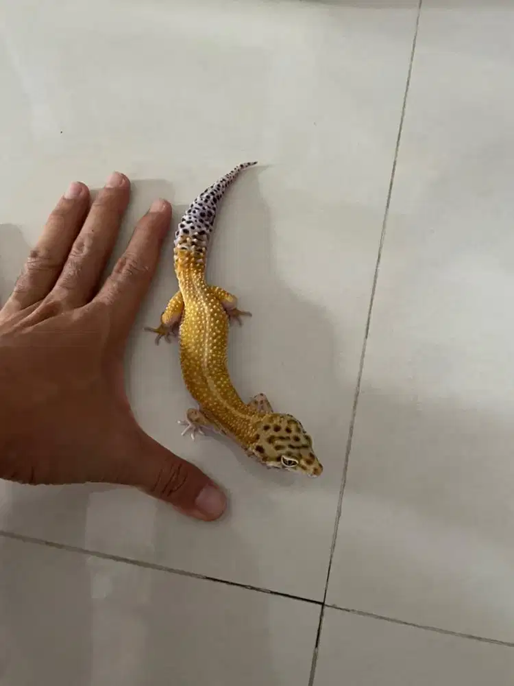 Gecko Junggle Tangerine