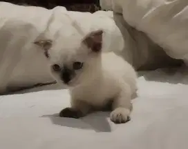 Monskins skottisfol 3 bulan betina