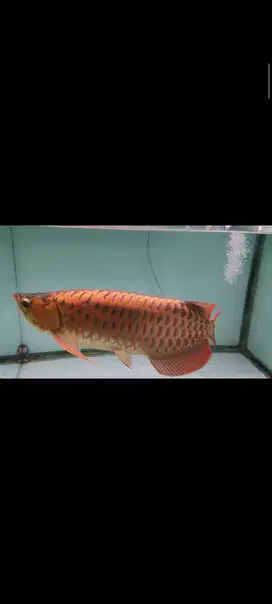Arwana SR 40cm up (Sertifikat chip lengkapp) MURMERR