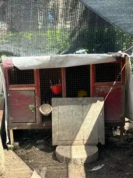 kandang ayam 2 pintu