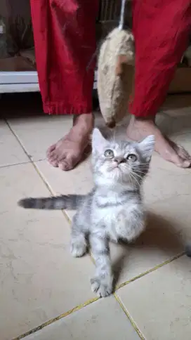 Kitten Betina indukan BSH cebol x persia