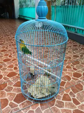 Jual Burung Lovebird