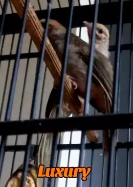 Sepasang anak Cucak Rowo Hutan
